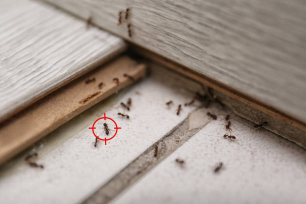 Best Termite Control Services  in Petersburg, IN