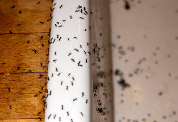 Best Pest Removal Services  in Petersburg, IN