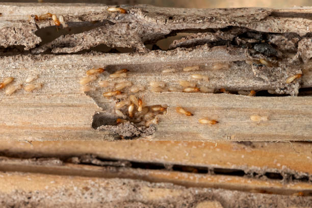 Best Emergency Pest Control  in Petersburg, IN